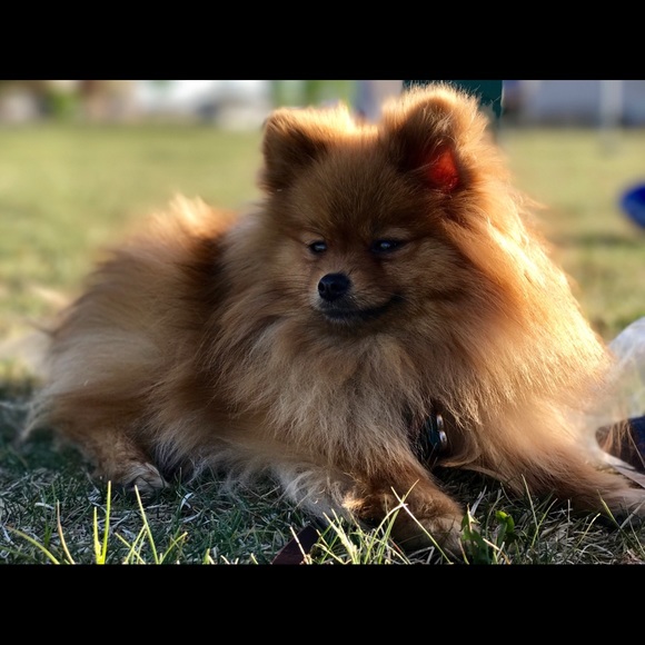 Meet your Posher, Sue - Picture 1 of 1